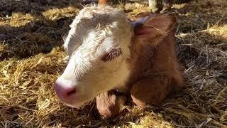 First calf born in 2021
