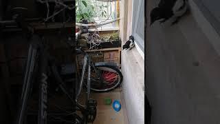 Клювожор в полном порядке!