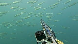 pescasub: Novembre 2023 dopo la scaduta #pesca #spearfishing #pescasub #cetmacomposites