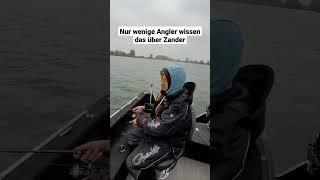 ZANDERANGELN vom Boot mit WOBBLER - ganz EINFACH  #shorts