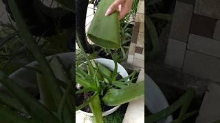 Как отрастить волосы с помощью алоэ