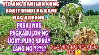 HINDI KAMI NAG AABONO KAPAG UMUULAN || BAKIT KAYA?