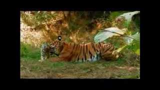 Animal Planet 2013 - Title Track - 15Aug