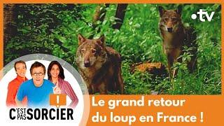 Le grand retour du loup en France ! - C'est pas sorcier [Intégrale]