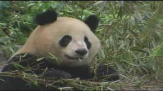 MSUToday:  MSU Giant Panda habitat research