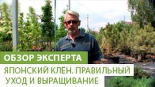 Японский клён. Правильный уход и выращивание японского клёна