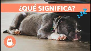 7 POSICIONES de los PERROS al DORMIR y su SIGNIFICADO   ¿Qué Dice Su Posición Al Dormir?