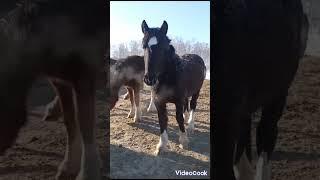 Продажа жеребчиков, владимирские , советские тяжеловозы. Отъем, весной год. Г. Пласт Челябинская обл