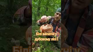 Білий гриб дубовий - 10.06.24 #гриб #гриби #грибы #білийгриб #україна  #грибник #mushroom #nature