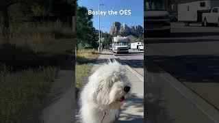 #OES #oldenglishsheepdog #mountrushmore #OESpuppy #campingdog #shorts #dogshorts