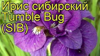 Ирис сибирский Безумная идея. Краткий обзор, описание характеристик iris sibirica Tumble Bug (SIB)