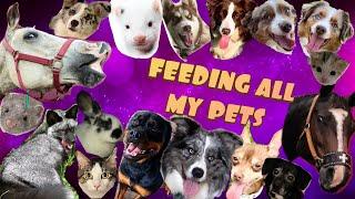 FEEDING ALL MY PETS / EXOTICS TOO!