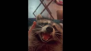 Raccoon yawns | Енот зевает  #shorts