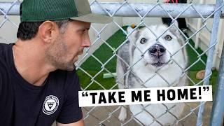 Working 24 Hours at an Animal Shelter (Emotional)