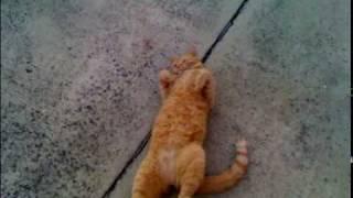 The old ginger cat - Tom Outdoor!