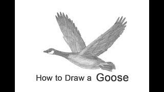 How to Draw a Canada Goose Flying