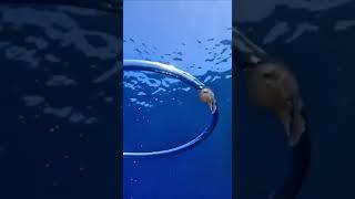 Spun the jellyfish. Закрутило медузу #shortsclip #travel #shortsvideo