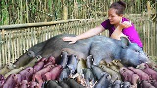 Harvesting Goldfish (Fish) for Sale - Grilling and Cooking | Lý Thị Ca