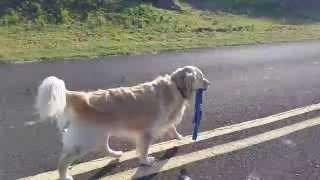 Cute Dog Walking Himself & Carrying Leash In Mouth - Kohala Coast, Big Island, Hawaii