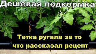 Я Обалдел! Бабушкин Метод, за 2 дня Стебель у Рассады Жирный и Крепкий! Рассада Коренастая!