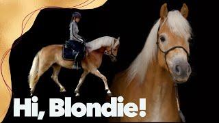 Blondschopf auf dem Buchenhof: ein Haflinger zieht ein! ️