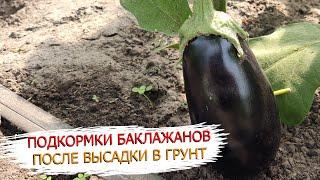 Подкормки баклажанов после высадки в грунт. Схема подкормок для хорошего урожая баклажанов