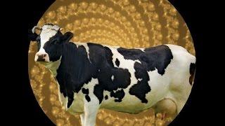 Cow Transformation Hypnosis