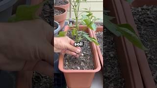 How Often Should You Water Pepper Plants? #shorts