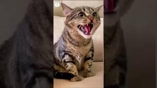 Funny Cats - Videos of Cats Laughter - Funny Cats Laughter - Laughter - Laughter - Cats