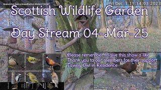 Day Stream March 4th 2025 | Bird Feeders, Wildlife Cameras Scotland UK from SWG