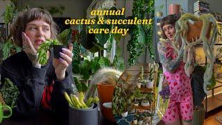 repotting and propagating my cactus + succulent collection // yearly update video 
