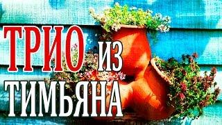 Выращивание тимьяна. Очаровательное трио чабрец тимьян.