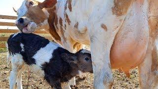 НЕ ИЗДЕВАЙТЕСЬ НАД КОРОВОЙ! НАШИ КОРОВЫ САМИ РОЖАЮТ ТЕЛЯТ! ПОДРОБНО О РОДАХ У КОРОВЫ...Cows