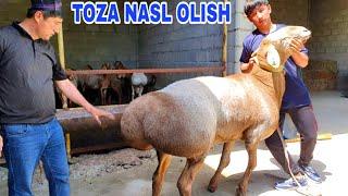 TOZA NASL OLISH ARASHAN