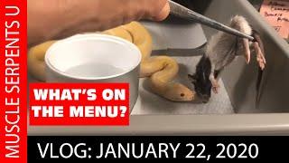 SNAKE FEEDING TECHNIQUES: January 22, 2020