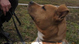 Arpad | dog guard team