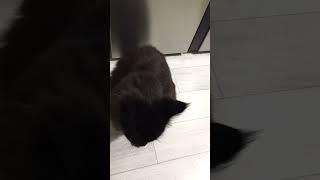 Прям не знаем чего бы натворить #shortsvideo #собака #cat #котипес