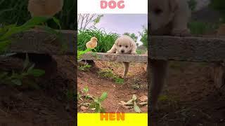 Dog vs Hen #funny #comedy #memes #shortsfeed #puppy