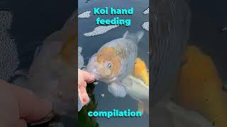 Hungry koi carp hand feeding compilation. Nom nom suck slurp. Featuring greedy Chagoi and kujaku.