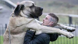 The BIGGEST dog in the UK / THE FEARSOME TURKISH MALAKLI / Anatolian Lion