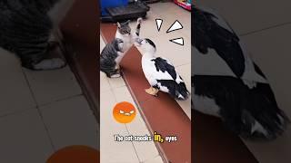 Cat vs. Duck… You Won’t Believe Who Wins! (EPIC MOMENT) #shorts #viralvideo