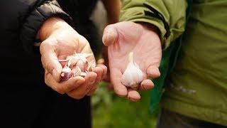 Посадка чеснока осенью под зиму. Секрет урожая - в золе.