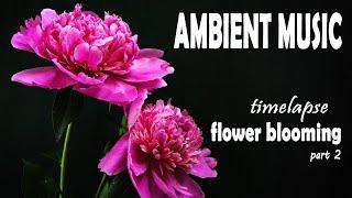 Relaxing Ambient Music & Beautiful Flower Blooming Timelapse PART 2 - Chill out & Meditate Sounds