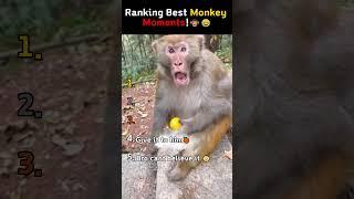 Ranking Best Monkey Moments! 