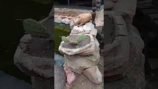 кактусы таки зацветут! а я не верил... 