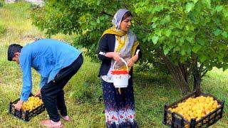 "Nomadic Life: Apricot Harvesting and Drying with Mobin and Sodabeh"