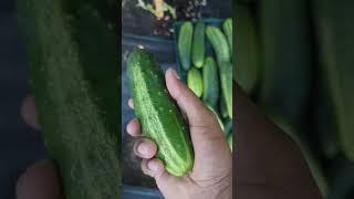 Growing Cucumbers Vertically - Quick Harvesting #cucumbers #greentgarden #gardening