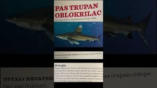 Sharks in the Adriatic Sea (part I)  #sharks #jaws