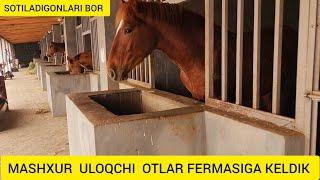 FERMADAN  ULOQCHI OTLAR SOTILADI 94 353 20 20 @Hikmatillo_uz