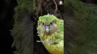 Kakapo  The Largest Parrot in the World!